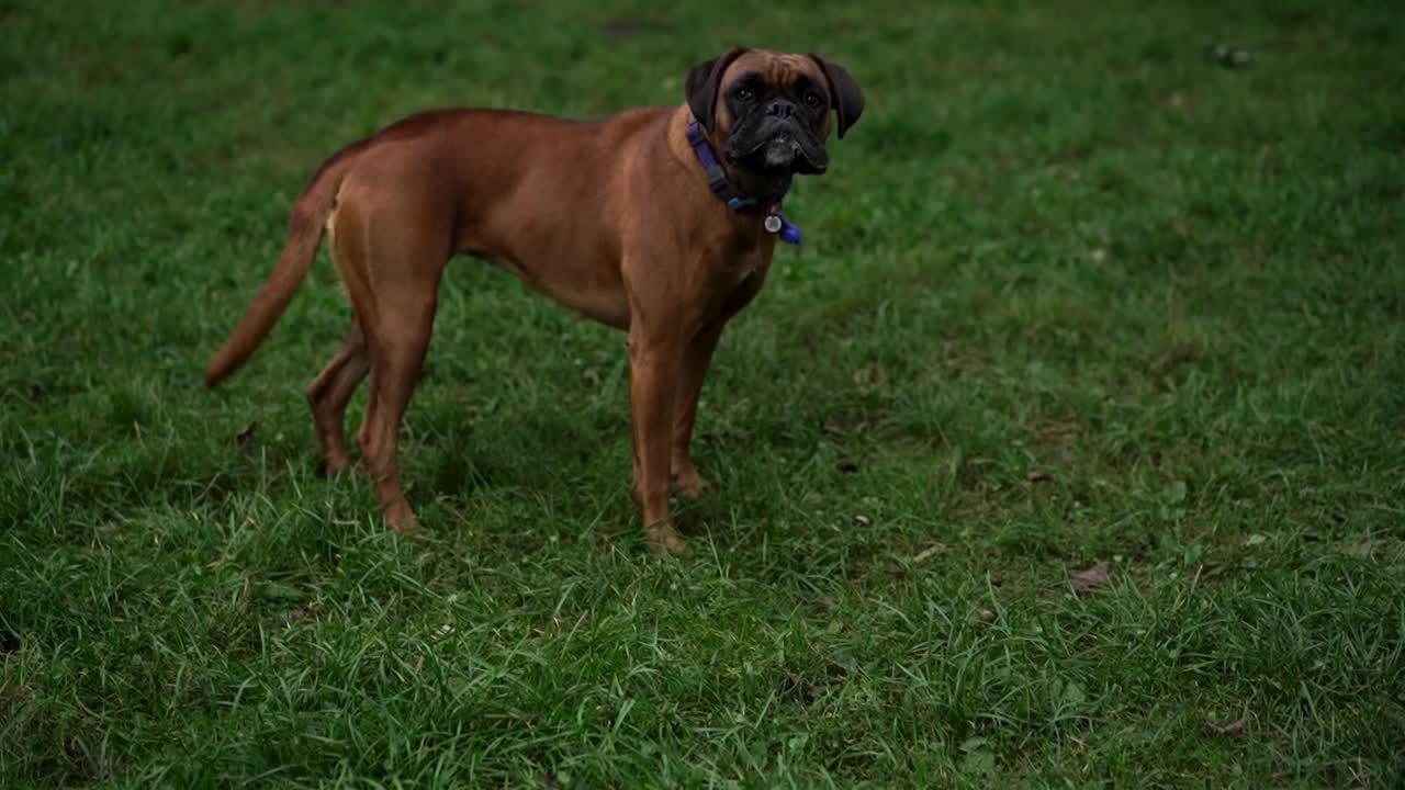 可爱的棕色拳师犬在傍晚的公园里，以绿草为背景，不信任地看着画面。宠物的概念，积极的生活方式，热爱动物，宠物。傍晚与狗在城市公园散步视频素材