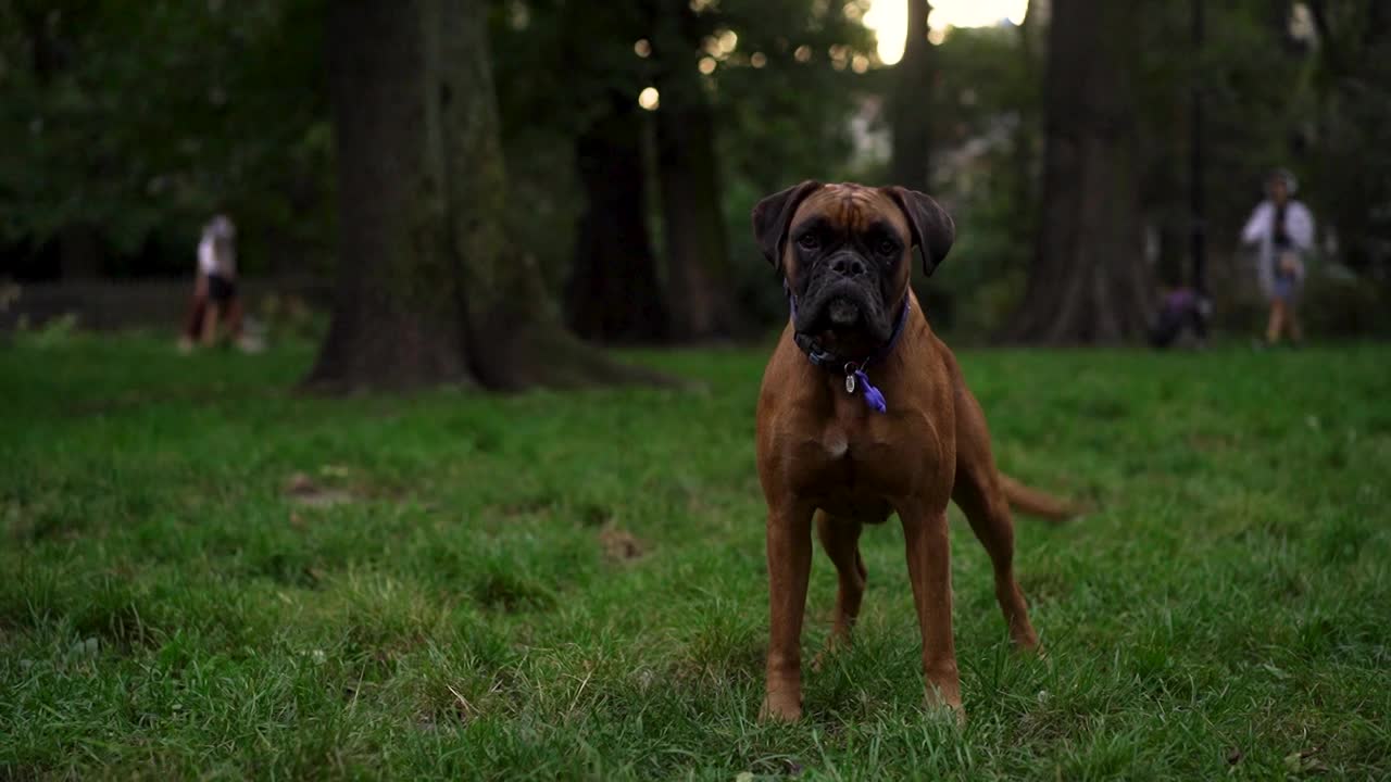 傍晚，在公园的绿草地背景下，一只好斗的棕色拳王犬生气了，吠着冲过去看着镜头。狗保护它的主人或领地。危险的宠物视频下载