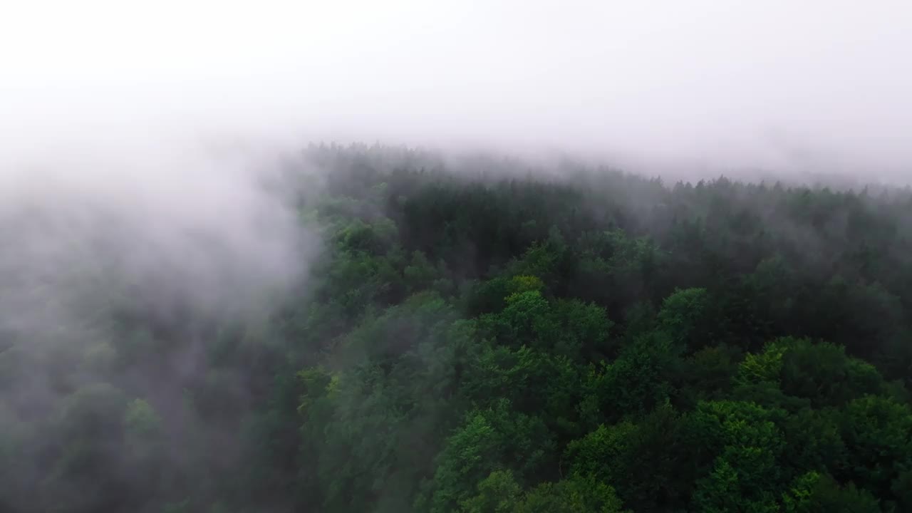 鸟瞰图，黑暗茂密的森林笼罩在白色的雾。雨后凉爽的早晨营造出一种适合探索和旅行的秋日的神秘气氛视频素材