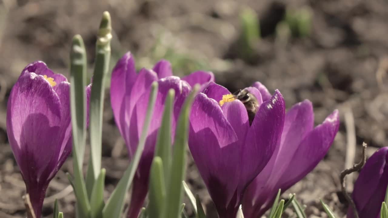 蜜蜂在紫色番红花上采集花粉视频下载