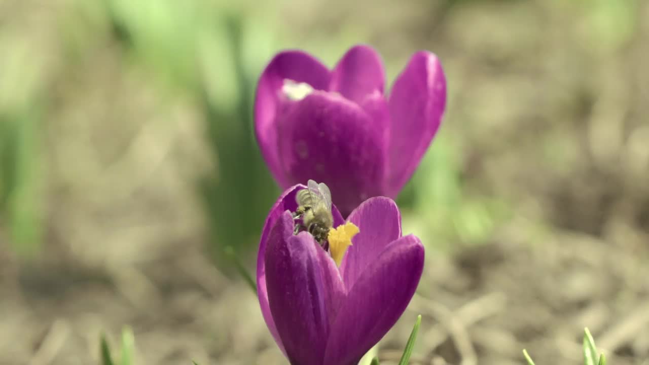 几只小蜜蜂从盛开的番红花上采集花蜜视频下载