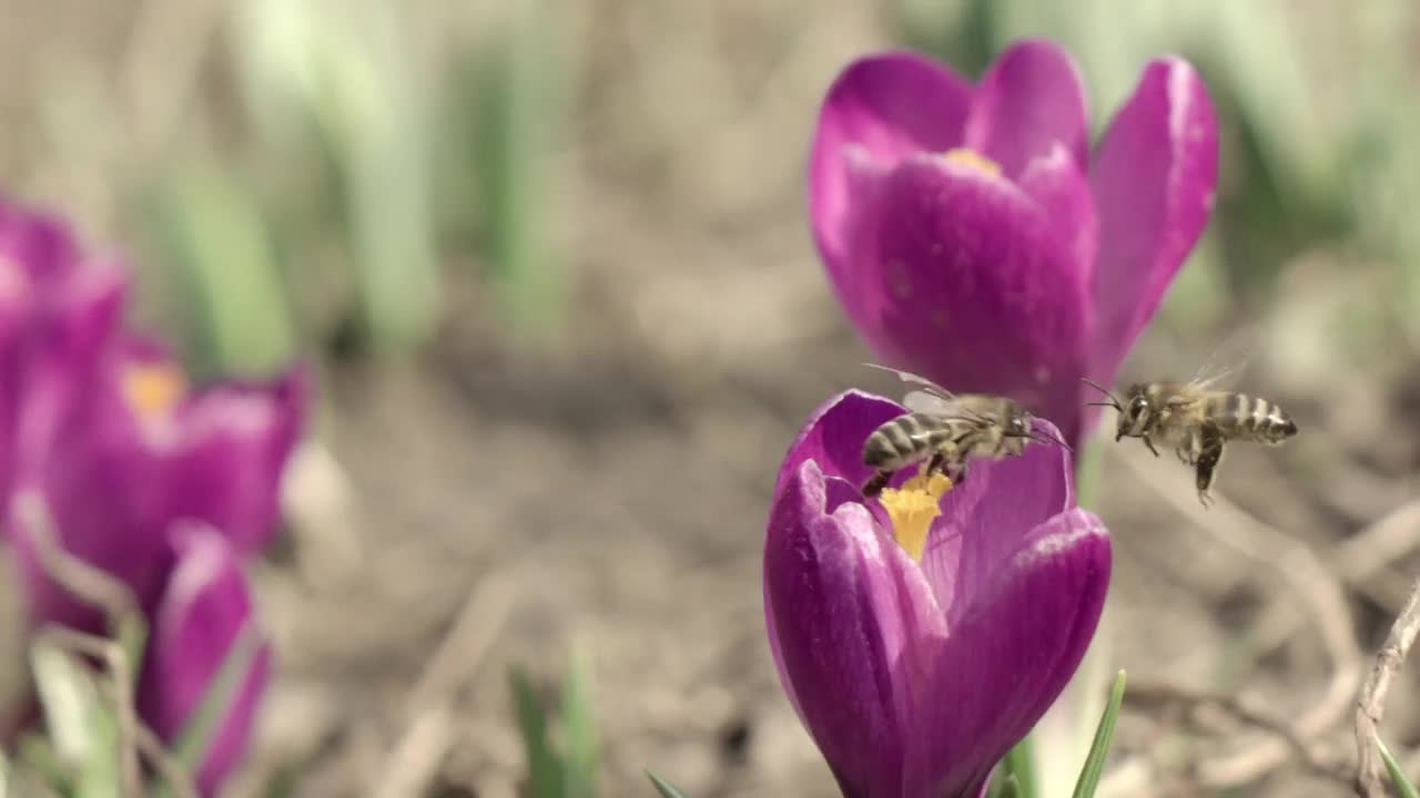 一对蜜蜂从藏红花的雄蕊中采集花蜜视频下载