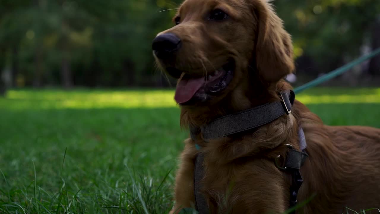 可爱的棕色英国可卡犬小狗在公园里的肖像，背景是傍晚的阳光下的树木。宠物的概念，积极的生活方式，热爱动物，宠物。傍晚与狗在城市公园散步视频素材