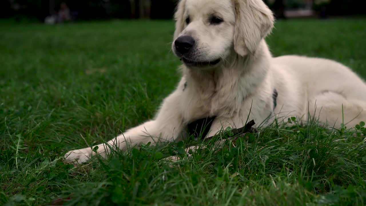 可爱的拉布拉多猎犬在傍晚的特写肖像，背景是公园或花园的草地。宠物的概念，积极的生活方式，热爱动物，宠物。傍晚带着狗在城市里散步。视频素材