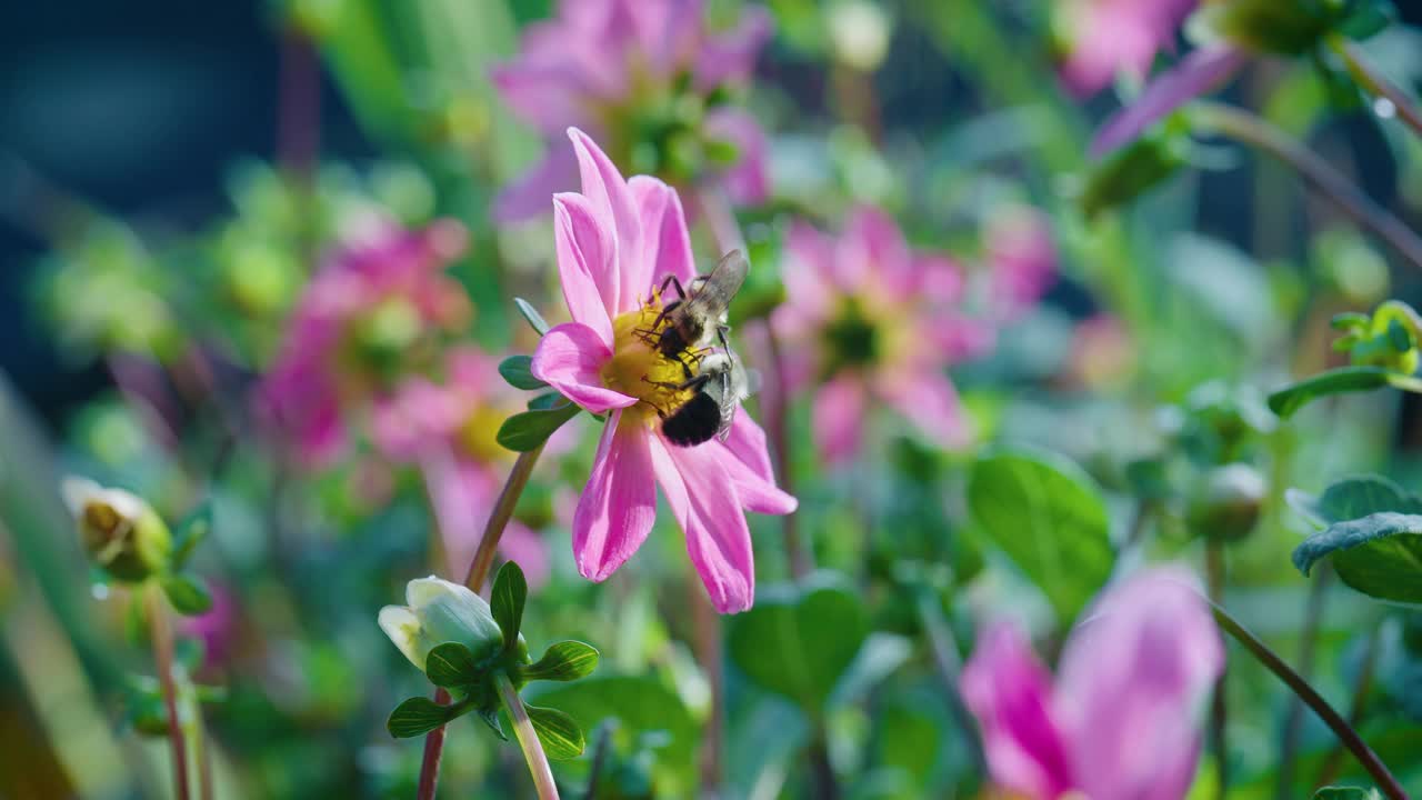 蜜蜂在花园里采花视频下载