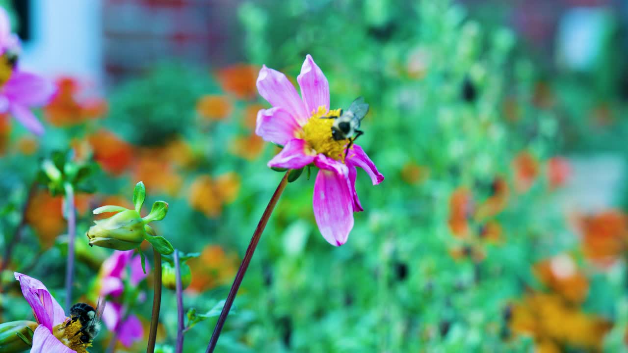 蜜蜂在花园里花上的特写镜头4K视频素材