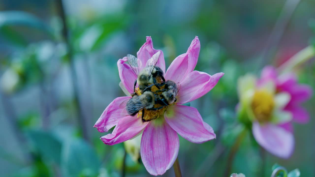 夏天花园里一朵花上的蜜蜂视频素材