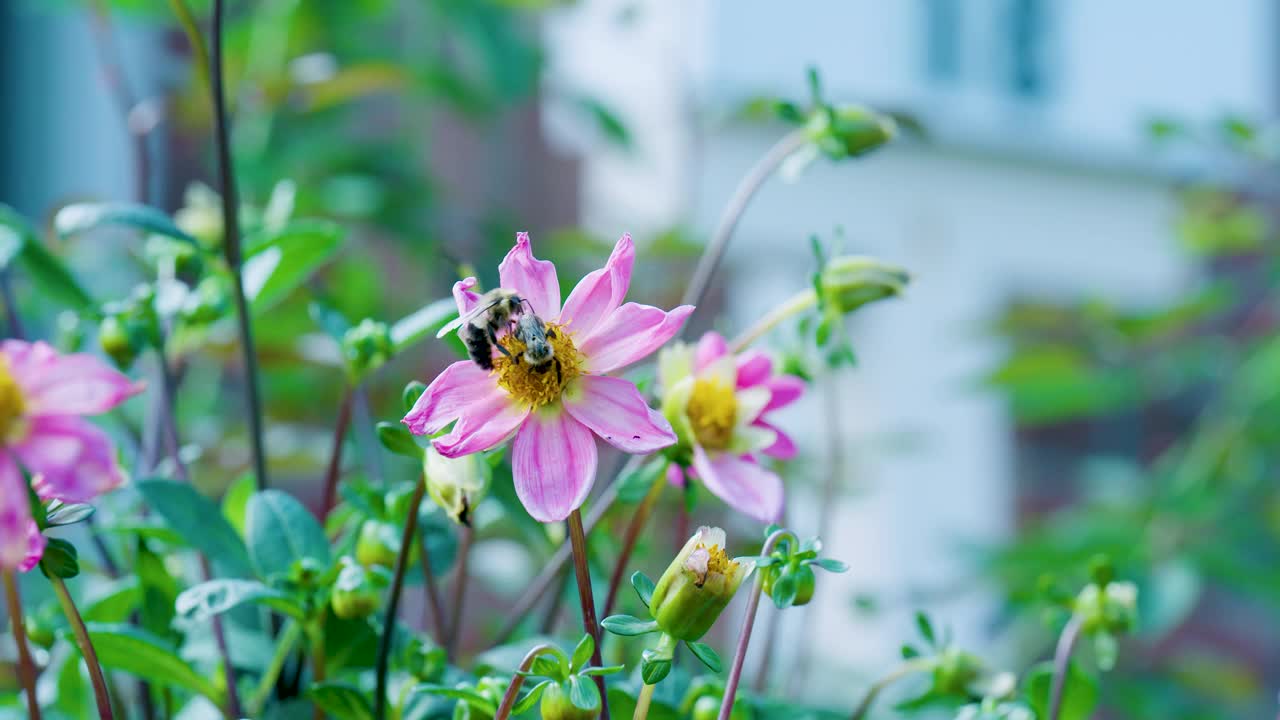 夏天花园里一朵花上的蜜蜂视频下载