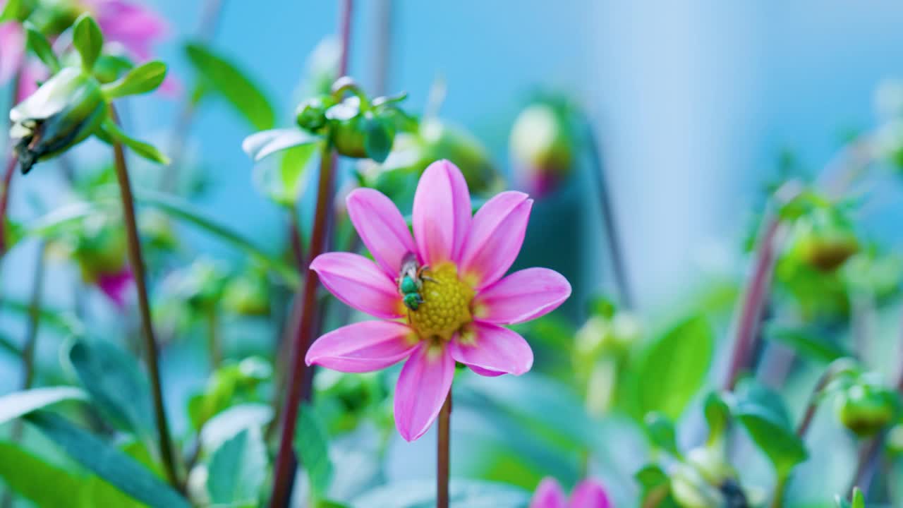 蜜蜂在花园里的花上4K视频素材