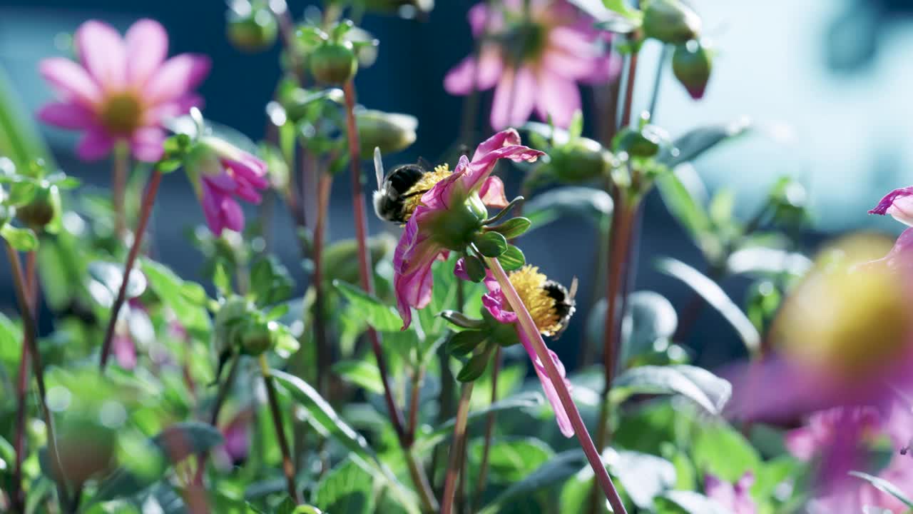 花园里有蜜蜂的花视频素材