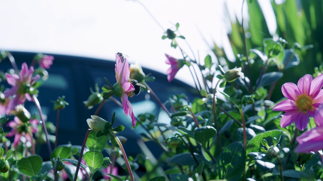 花园里的花有蜜蜂飞舞视频下载