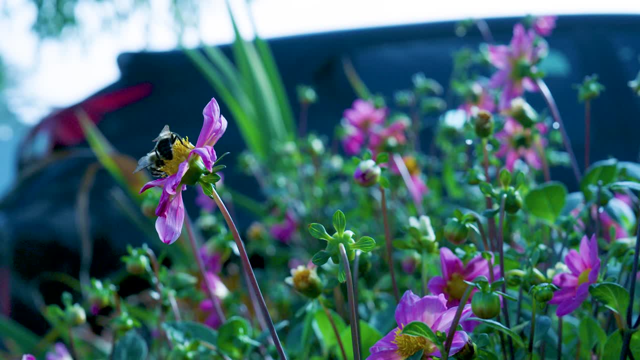 花园里的花和蜜蜂在一起视频下载