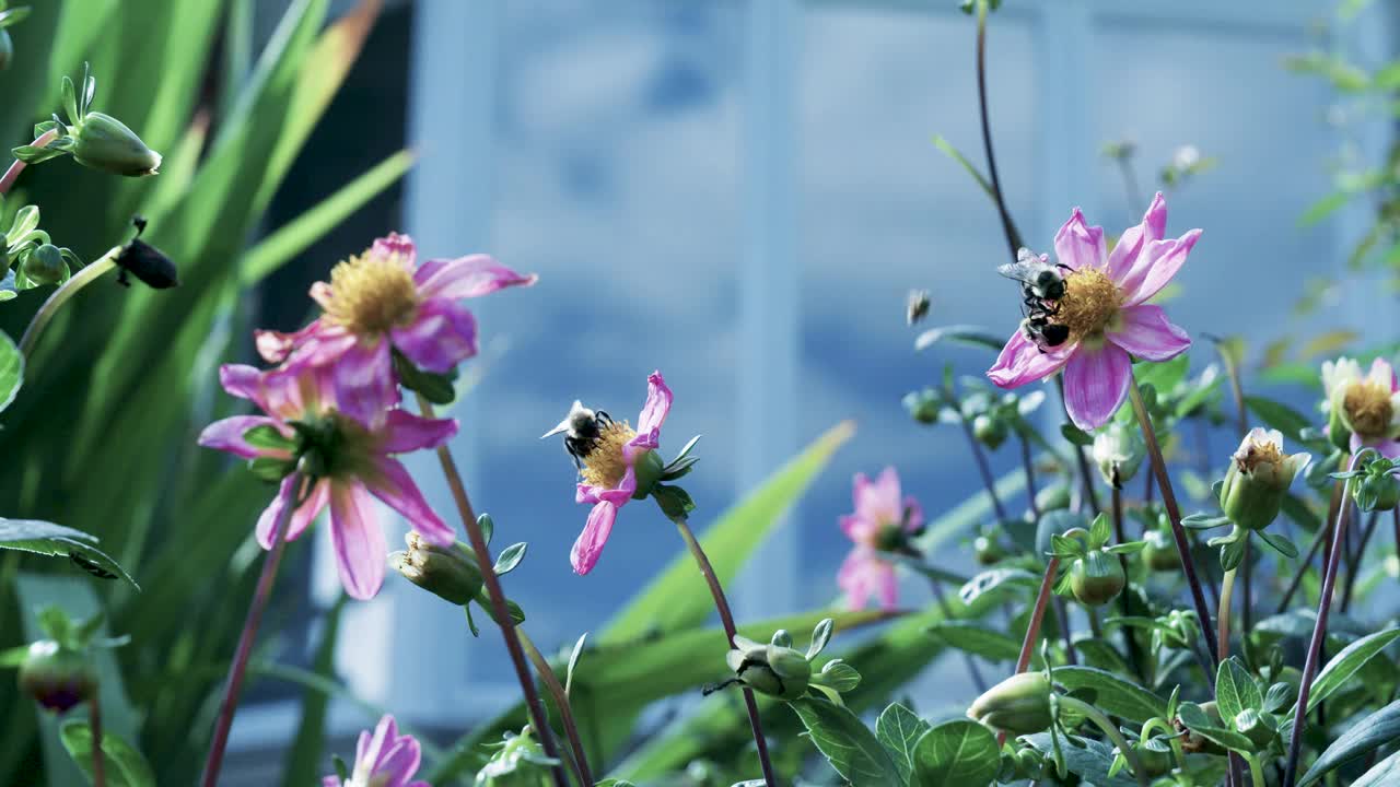 蜜蜂绕着花飞视频素材