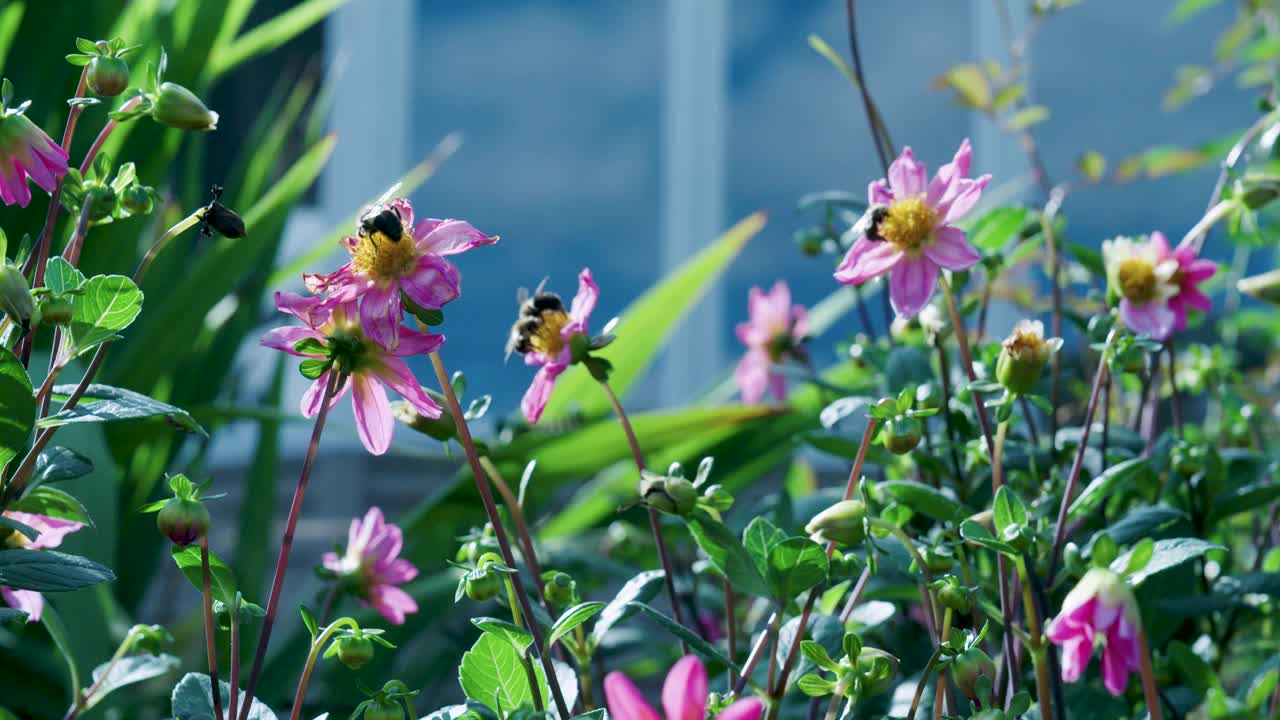 花和蜜蜂一起飞4K视频素材