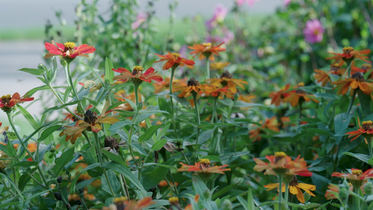 花园里的花视频下载