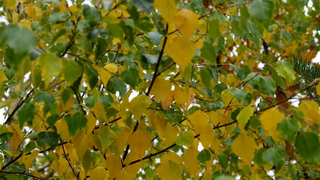 季节的变化。秋天，白桦树落叶黄绿相间的背景。中性、自然色彩的图案。简约、时尚、潮流概念。视频下载