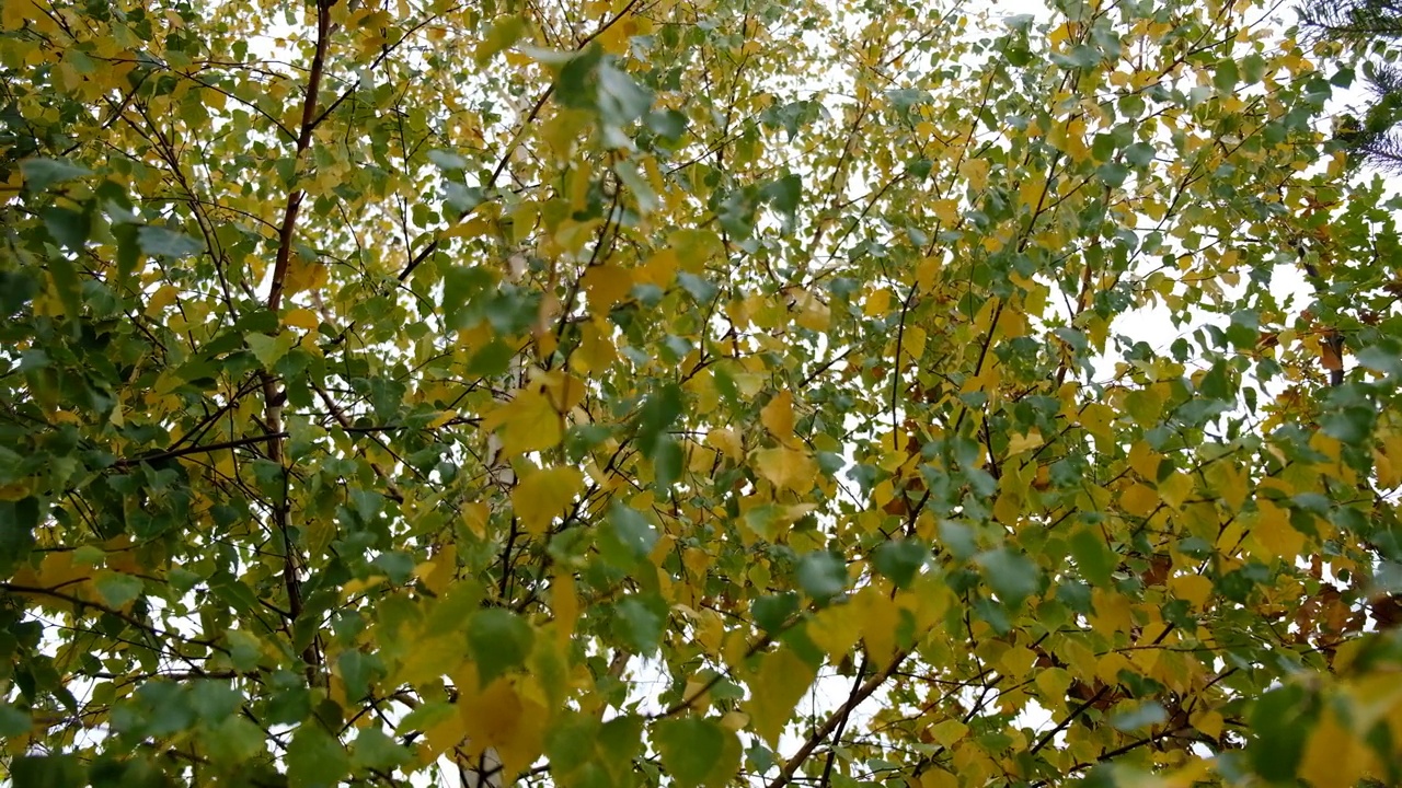 季节的变化。秋天，白桦树落叶黄绿相间的背景。中性、自然色彩的图案。简约、时尚、潮流概念。视频素材