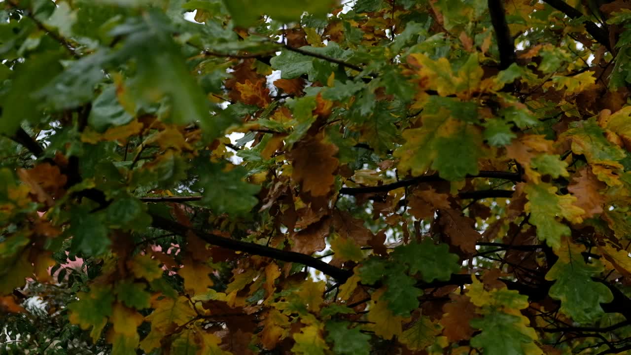 秋天的旗帜上有秋天黄绿的橡树叶，树叶上有雨滴的背景。模板广告，海报，卡片。中性、自然色彩的图案。简约、时尚、潮流概念。视频下载