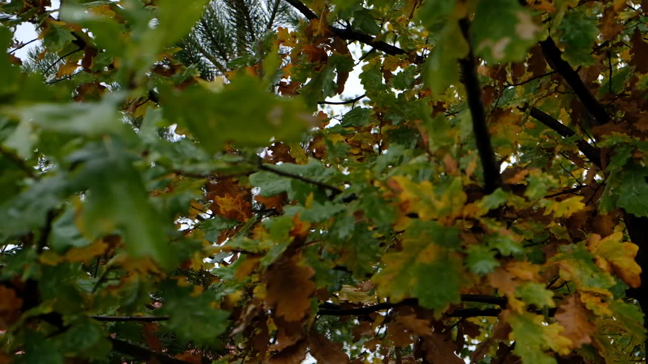 秋天的旗帜上有秋天黄绿的橡树叶，树叶上有雨滴的背景。模板广告，海报，卡片。中性、自然色彩的图案。简约、时尚、潮流概念。视频素材