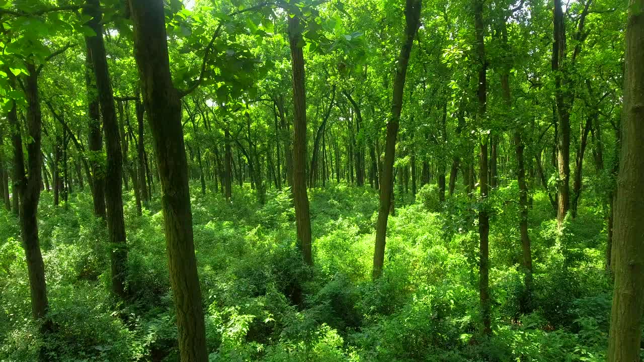 无人机拍摄的绿色森林和树木视频素材