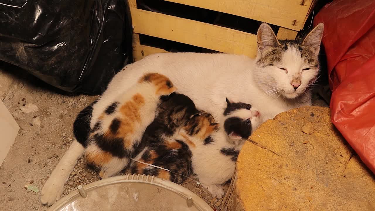 流浪猫。
猫妈妈在荒无人烟的地方给小猫喂奶。
无家可归的母亲用母乳喂养她的孩子。
城市野生动物。视频下载
