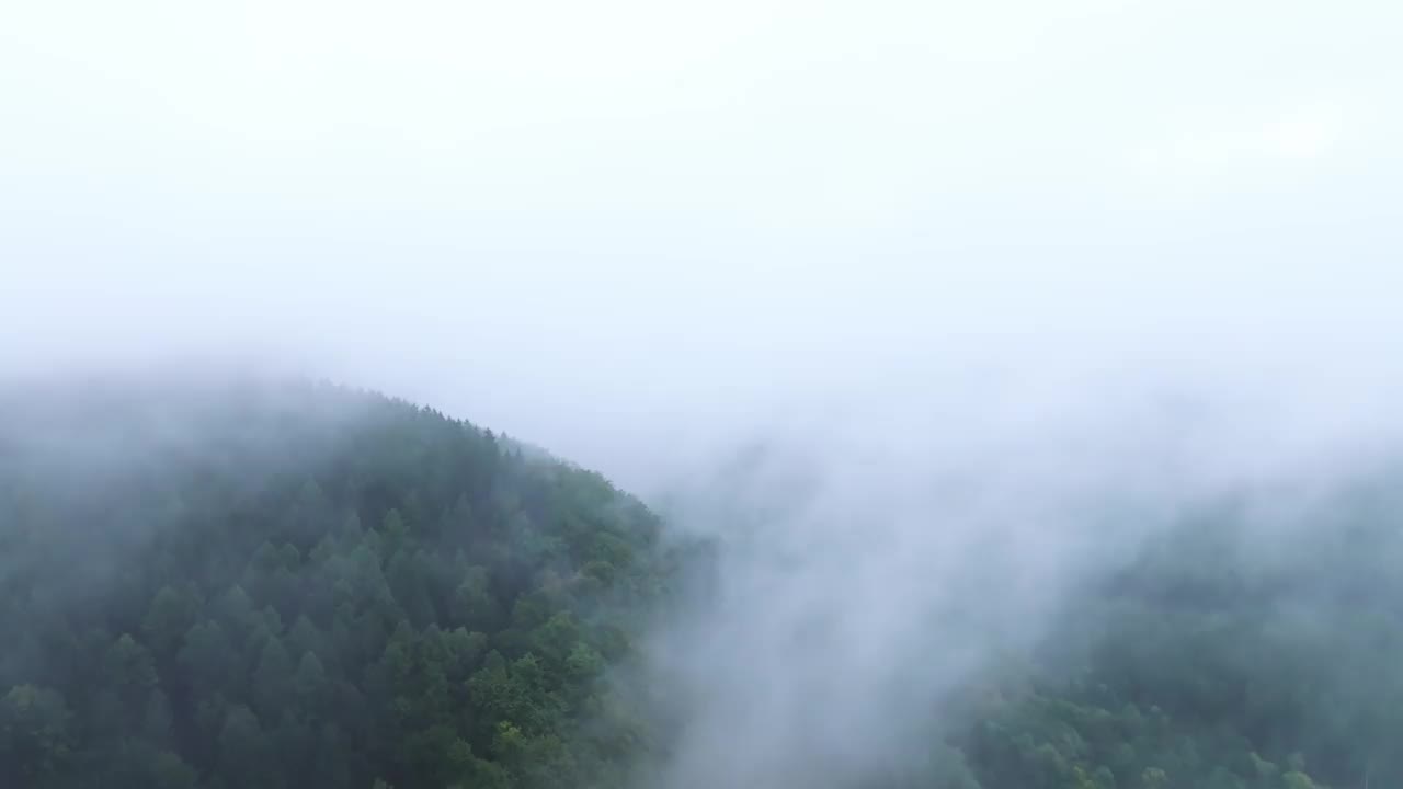 鸟瞰覆盖着针叶树在雾中的轮廓的森林山丘。在一个朦胧的早晨，黑暗的树木在荒野中制造氧气视频素材