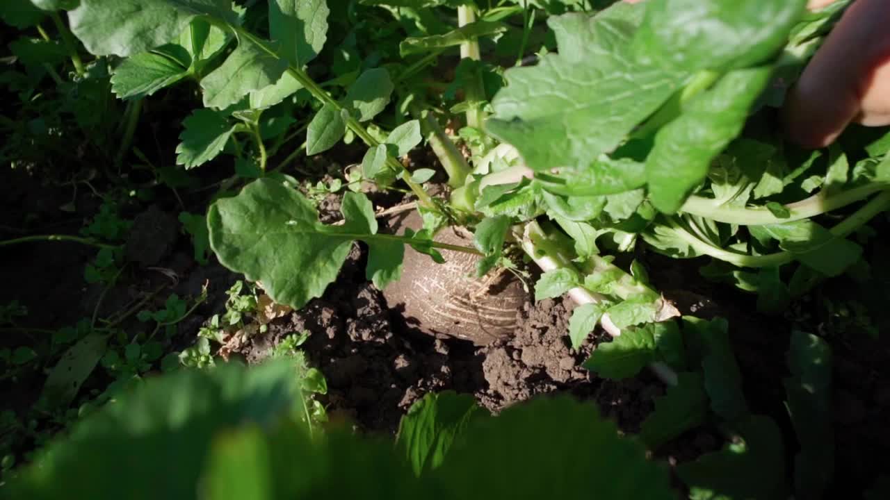 黑萝卜生长在农场，植物收获果园花园生长。慢动作视频素材