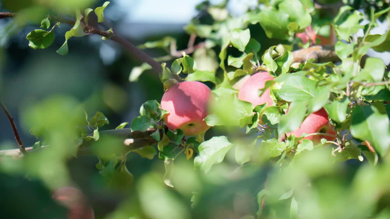 花园里苹果树树枝上成熟的红苹果准备收割了。有选择性的重点视频素材