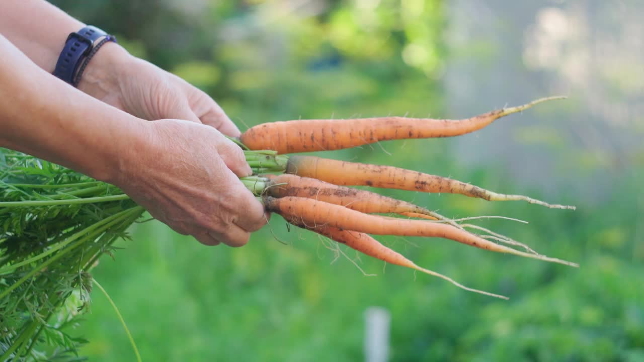 在花园里收获胡萝卜的季节。秋天的工作。有选择性的重点。食物。视频素材