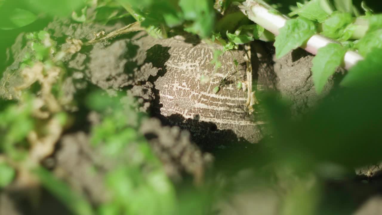 黑萝卜生长在农场，植物收获果园花园生长。视频素材