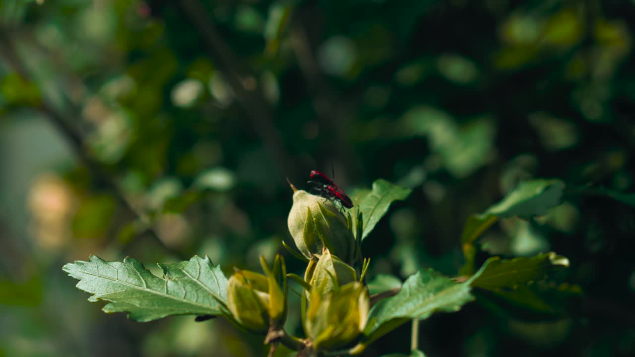 一只爬过花蕾丛树枝的火虫。两只背上有红黑图案的萤火虫，周围是鲜艳的绿色树叶，是慢动作特写。视频素材