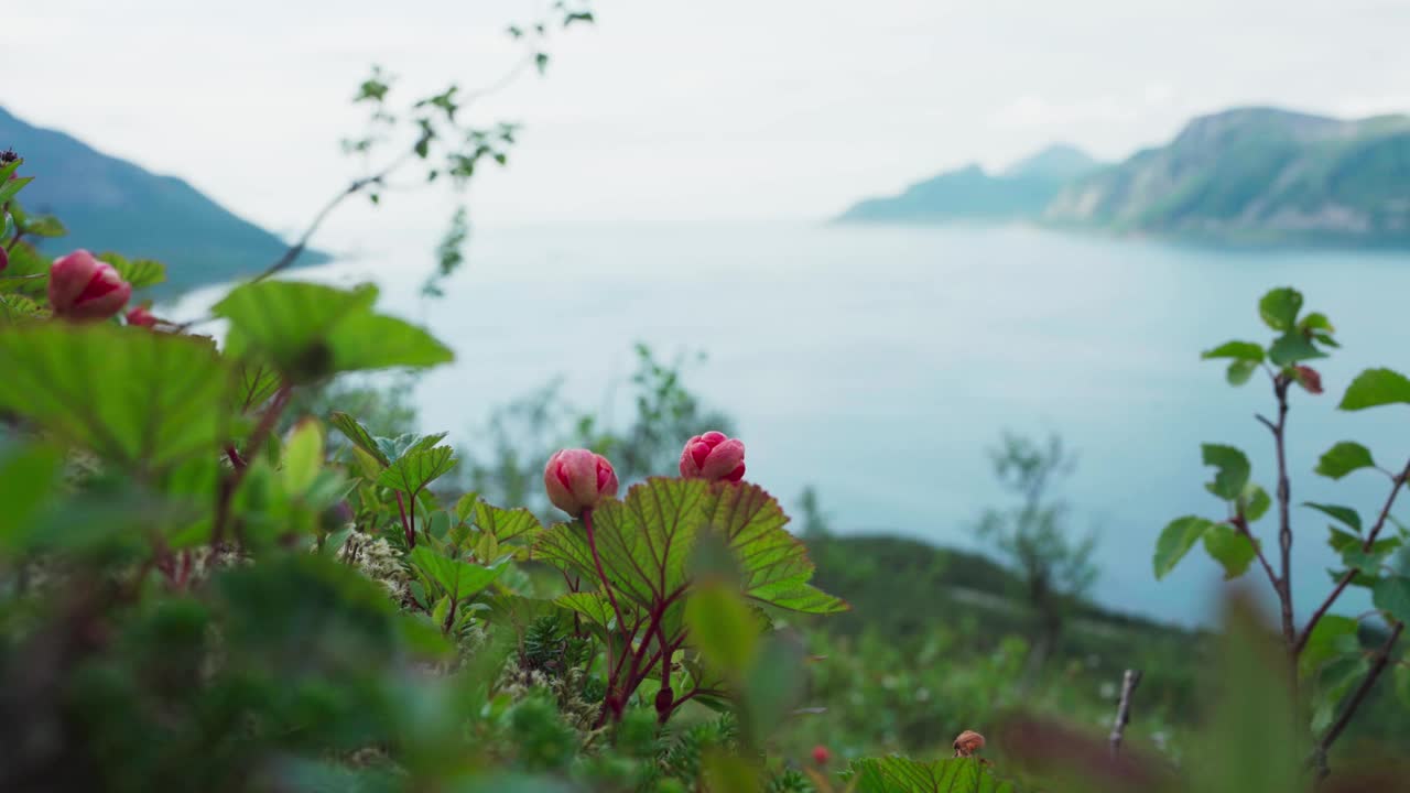 挪威森加峡湾的自然和花朵视频素材