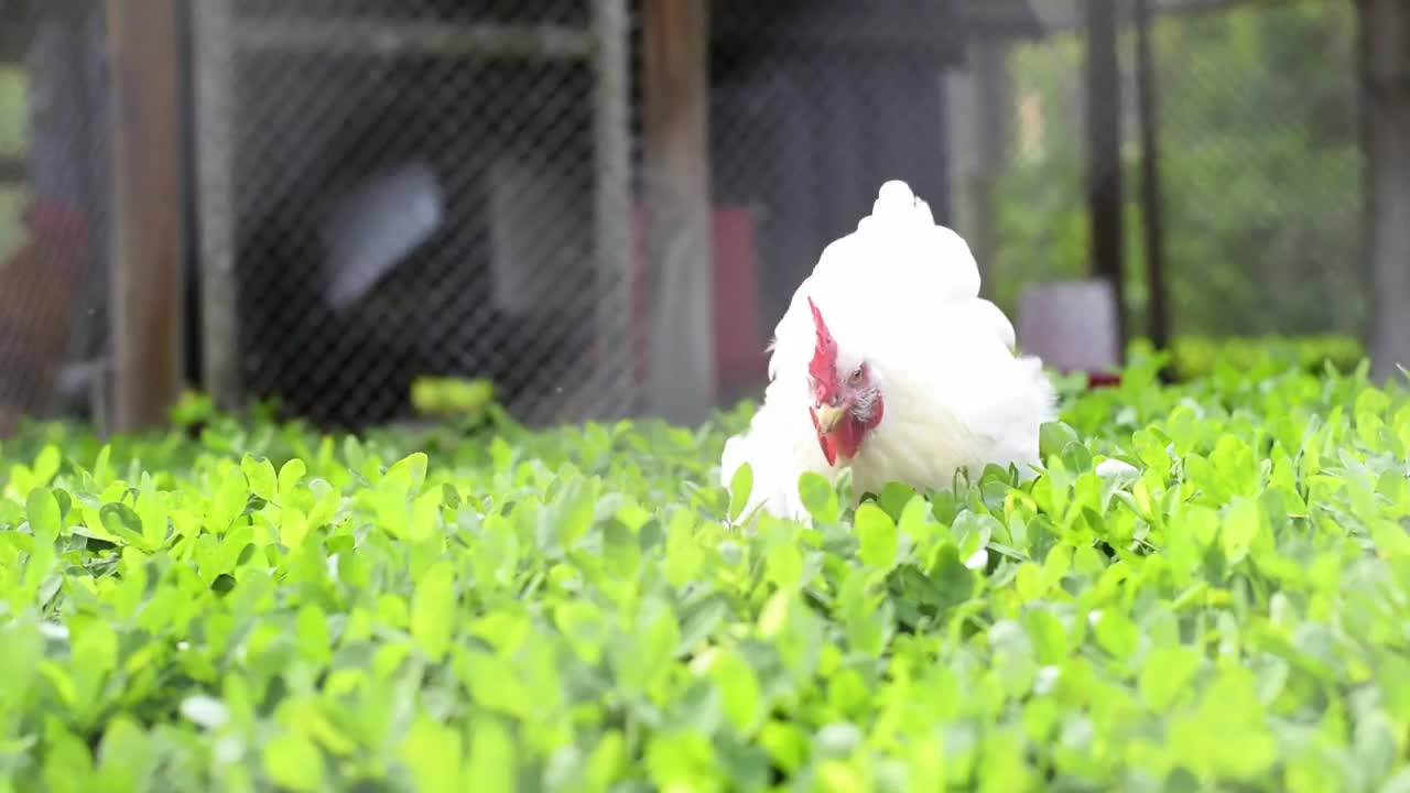 肉鸡，在绿草里挖虫子，关在围栏里。视频下载