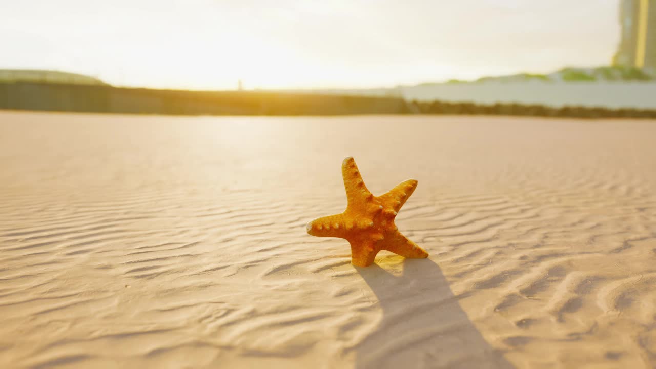 海滩上的海星视频素材