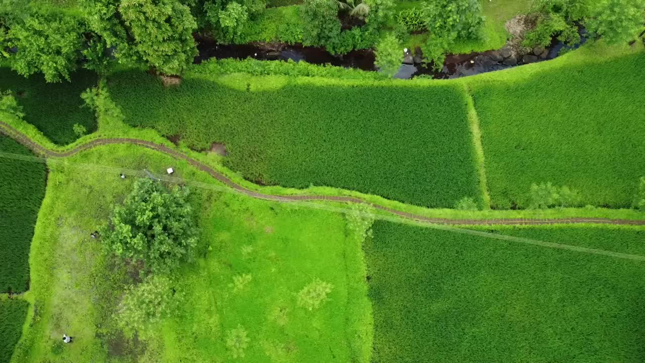 水边的绿野和树林鸟瞰视频素材