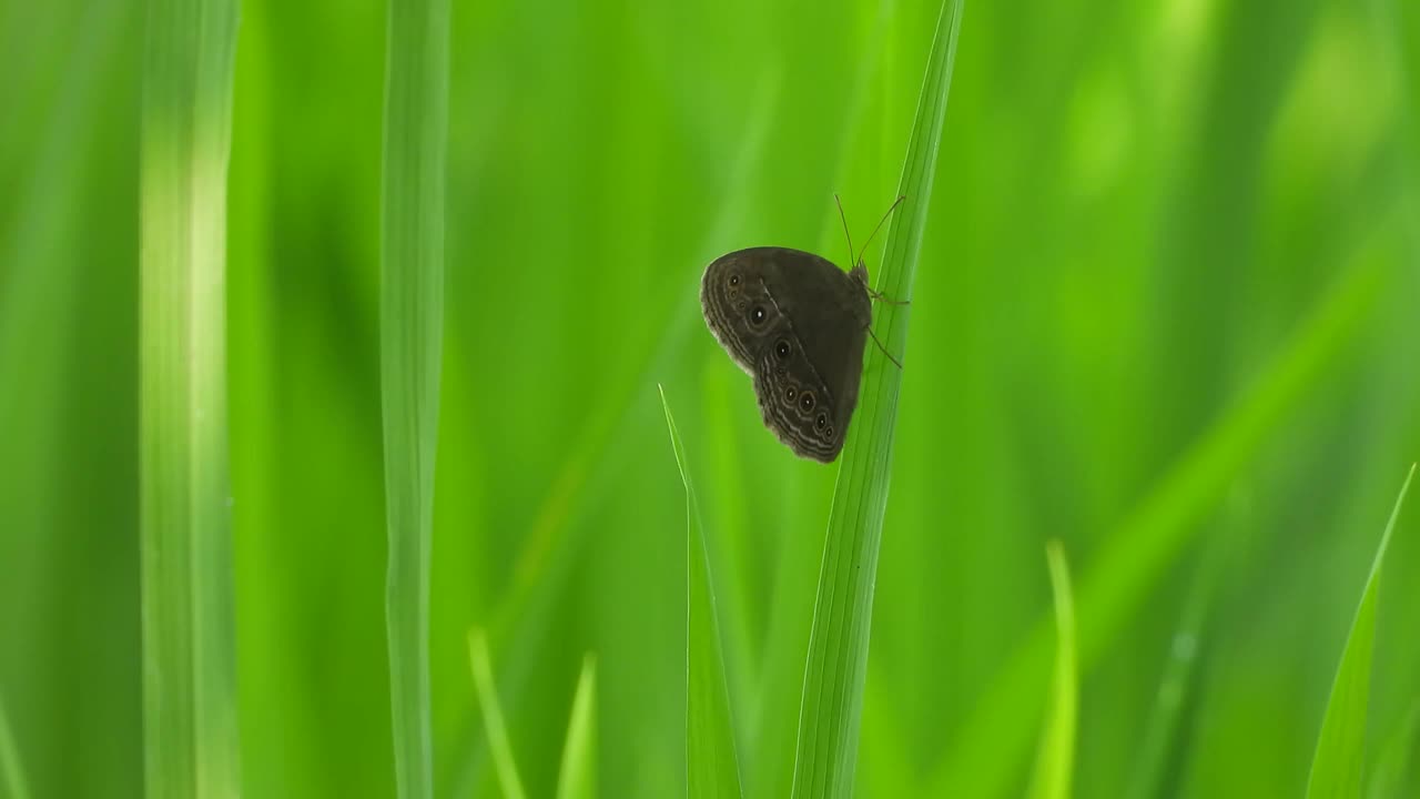 绿草中的蝴蝶——放松。视频素材