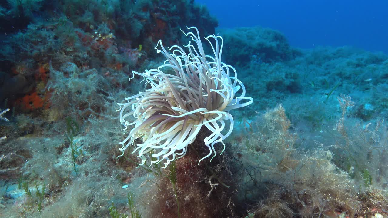 深海——海底的白色海葵视频素材