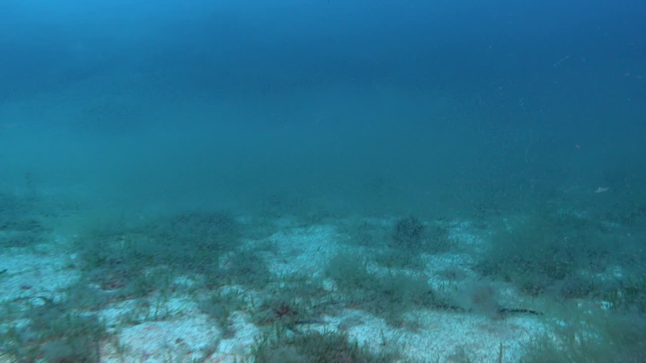 水下场景-海底磷虾云视频素材