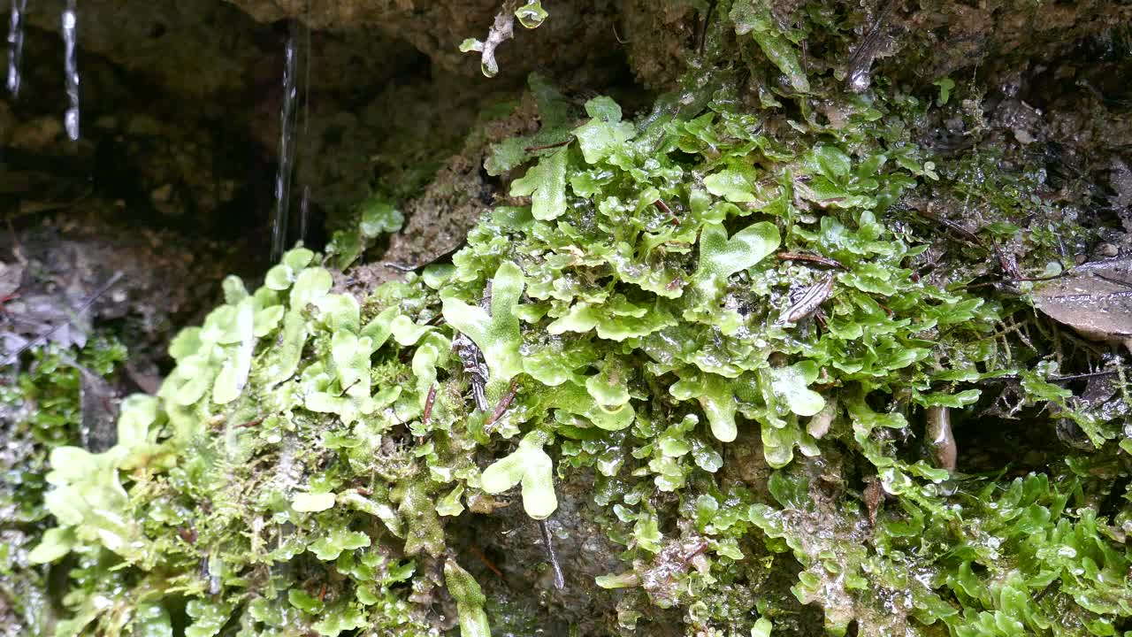 水从叶子上慢慢滴下来的原始植物视频素材