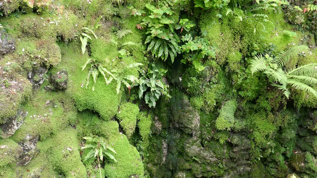 苔藓自然背景与水流下视频素材