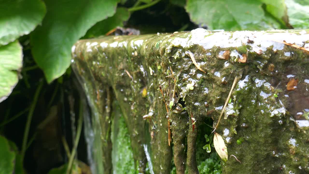 小瀑布的侧面视图与植物和非常小的水生动物视频素材