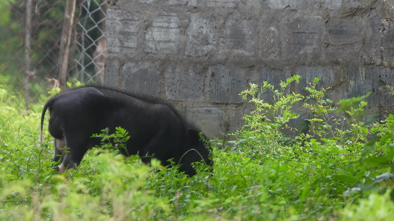 猪在寻找食物——绿草。视频素材