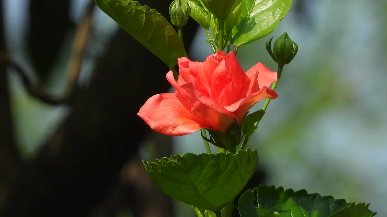 美丽的芙蓉花-绿-红。视频素材