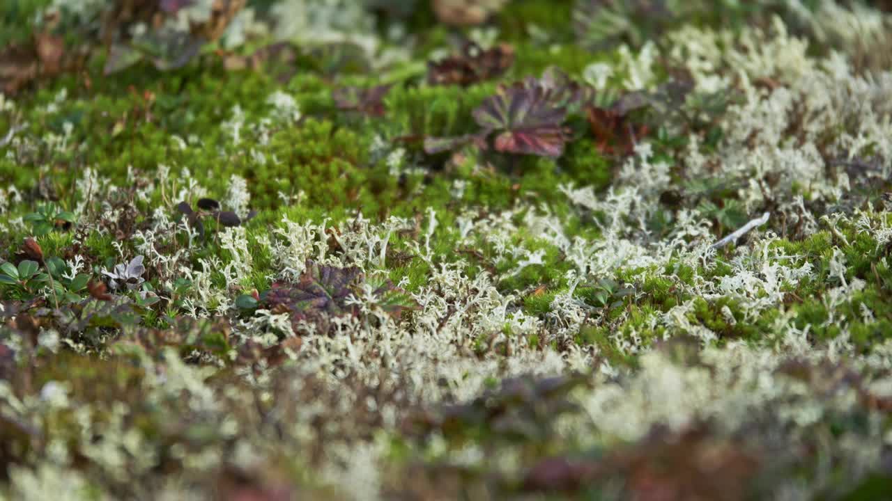 驯鹿苔藓的特写视频素材