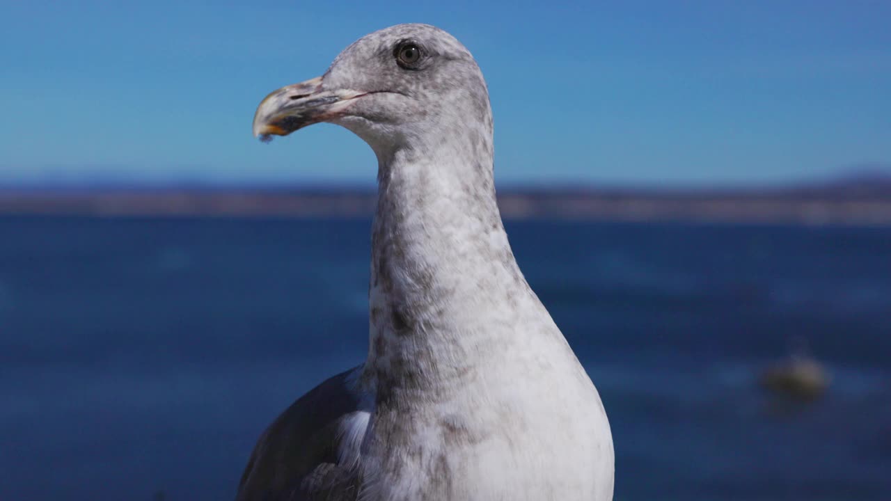 特写海鸥肖像的海洋看着相机视频素材