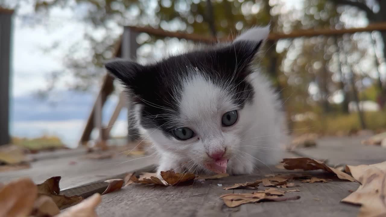 黑白相间的流浪小猫在金色秋天的背景下吃香肠视频下载