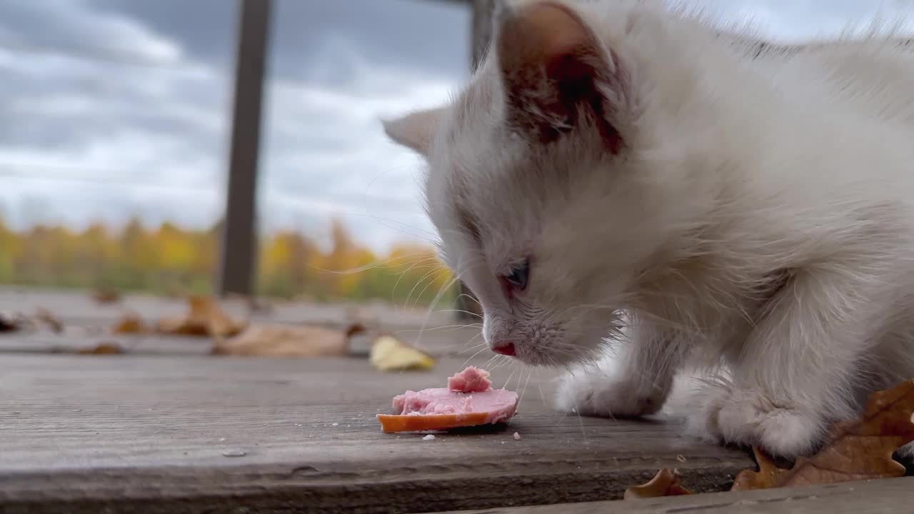 动物收容所的一只浅红色小猫喜欢吃香肠视频下载