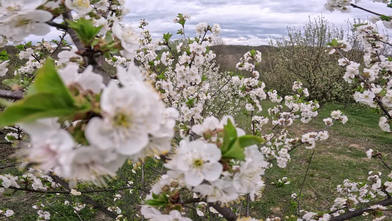 梅花在春天开花视频素材