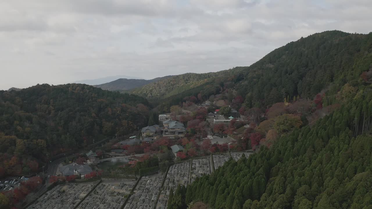 大阪的松树为秋天提供了迷人的背景视频素材