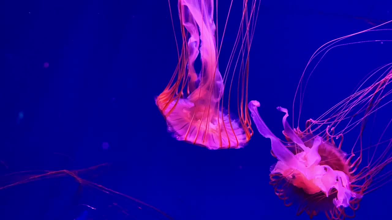 一群荧光水母在水族池中游泳。透明水母水下镜头，一只发光的水母在水中移动。海洋生物壁纸背景。视频素材